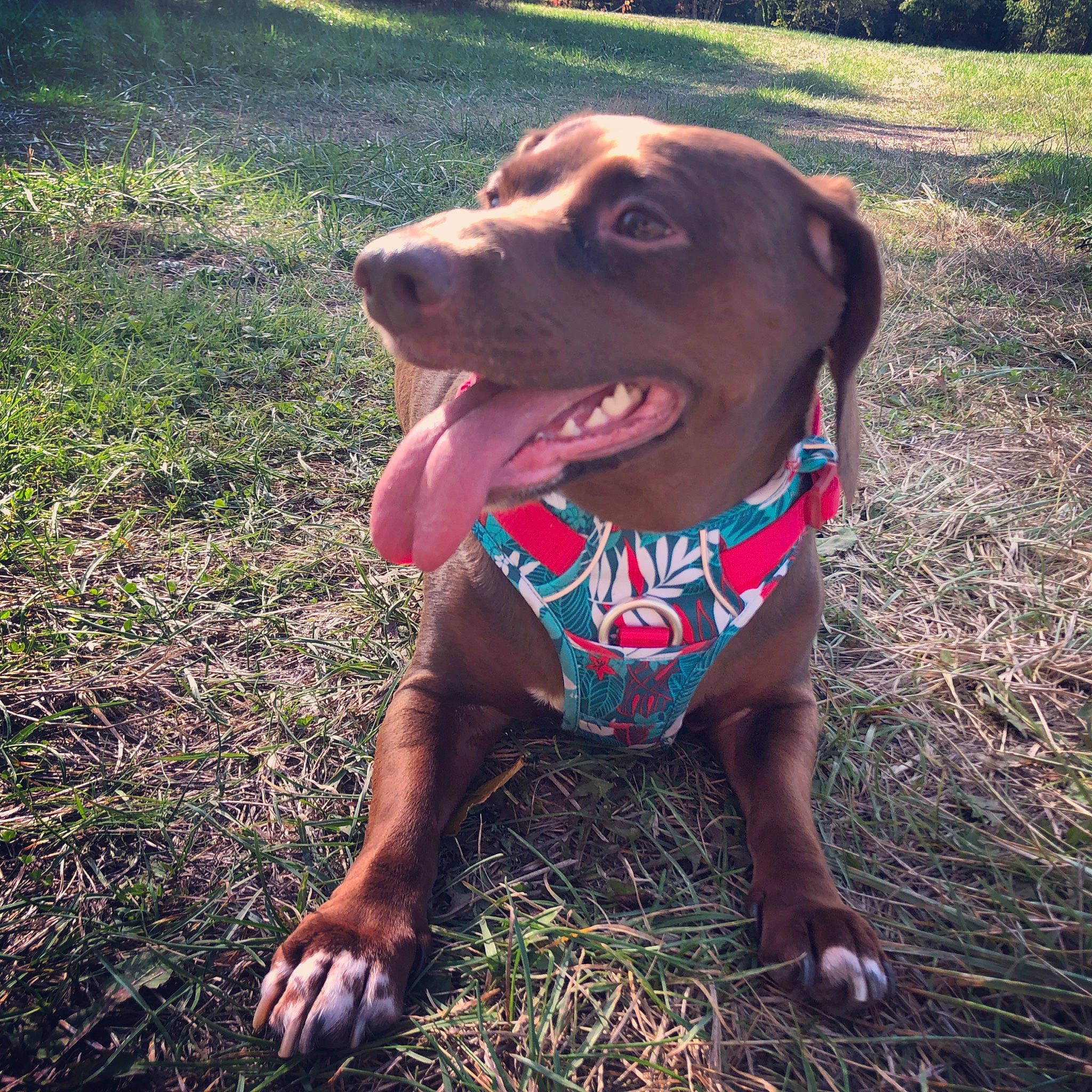 Kalya a rejoint le concours — aidez-le/la à gagner de superbes lots ! canidae, carnivore, collar, companion_dog, dog, dog_breed, dog_clothes, dog_collar, dog_supply, fawn, grass, happy, liver, pet_supply, plant, snout, soil, sporting_group, working_animal, working_dog