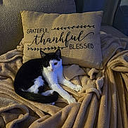 Miss Dolly joined the competition — help win amazing prizes! animal, black_and_white_cat, blanket, blessed, cat, comfort, couch, cozy, feline, fur, grateful, home, indoor, pet, pillow, relaxing, resting, soft, text_on_pillow, thankful