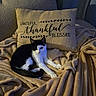 animal, black_and_white_cat, blanket, blessed, cat, comfort, couch, cozy, feline, fur, grateful, home, indoor, pet, pillow, relaxing, resting, soft, text_on_pillow, thankful