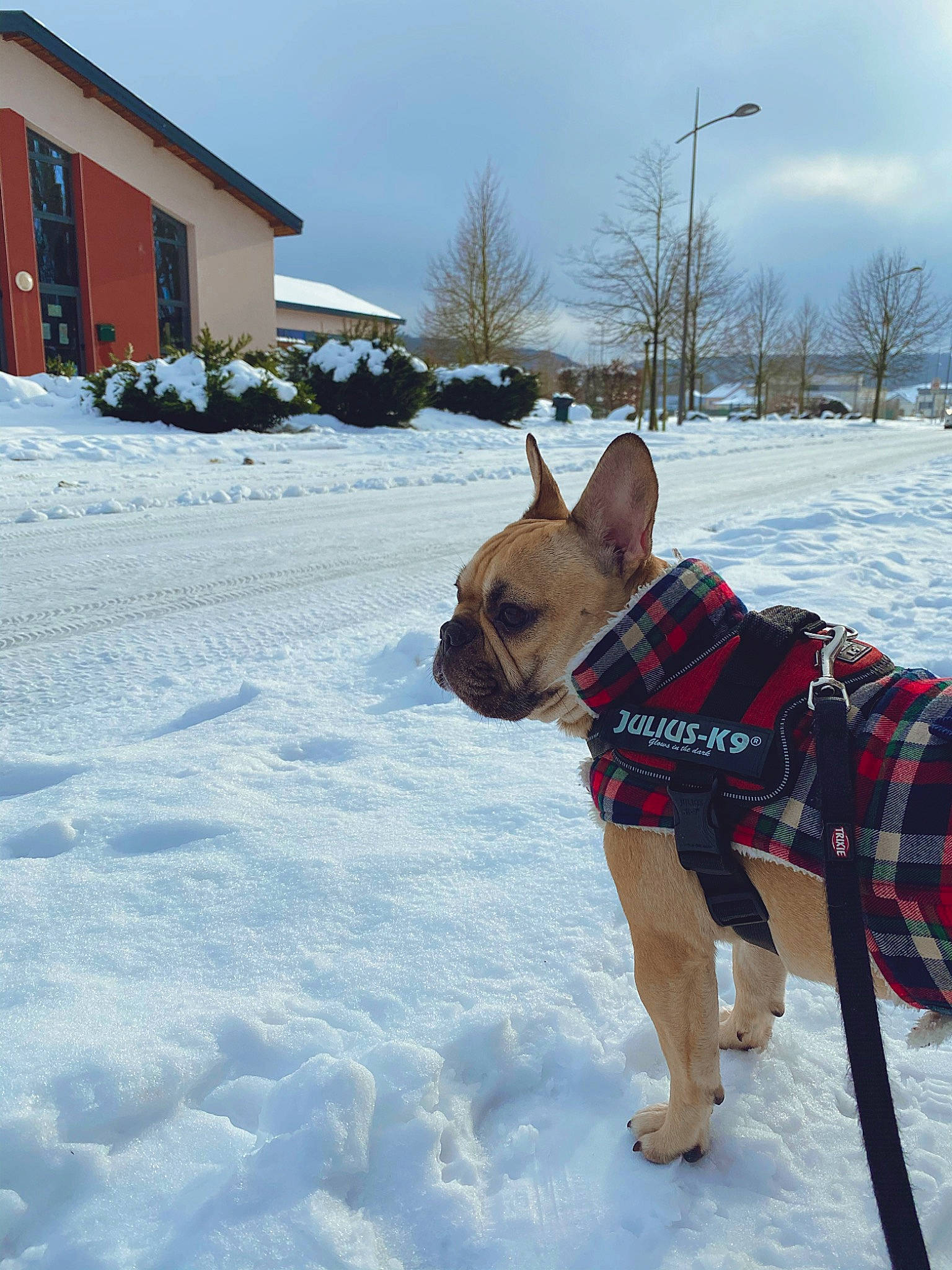 Namy a rejoint le concours — aidez-le/la à gagner de superbes lots ! carnivore, cloud, collar, companion_dog, dog, dog_breed, dog_clothes, dog_collar, dog_supply, fawn, freezing, house, pet_supply, sky, snout, snow, tree, window, winter, working_animal