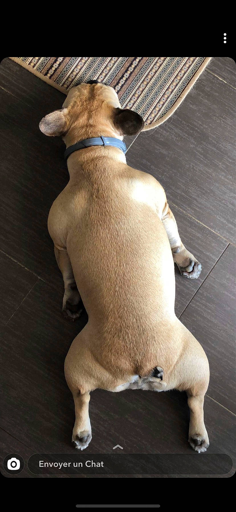 Namy participe au concours pour gagner de l'argent avec cette photo : canidae, carnivore, collar, comfort, companion_dog, dog, dog_breed, dog_collar, dog_supply, fawn, liver, paw, pet_supply, snout, sporting_group, tail, toy_dog, whiskers, wood, working_animal