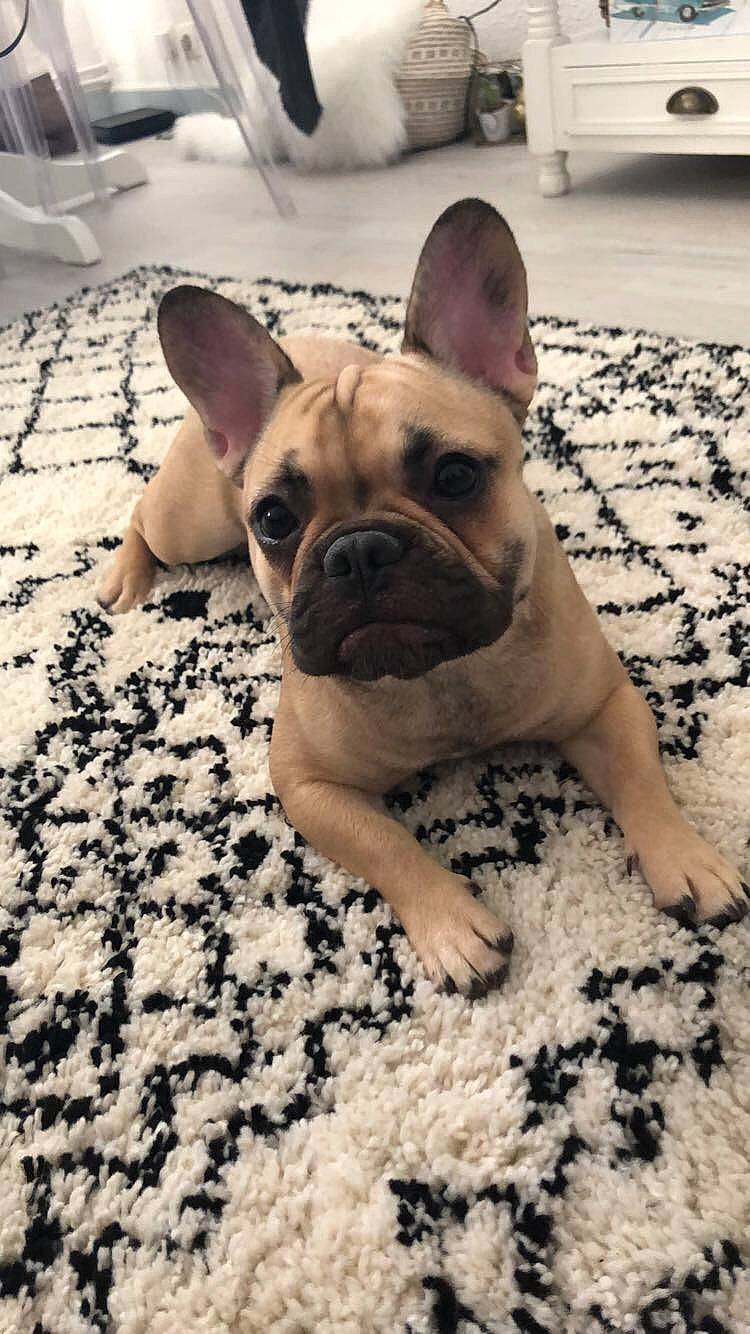 Namy participe au concours pour gagner de l'argent avec cette photo : bulldog, carnivore, comfort, companion_dog, dog, dog_breed, ear, fawn, flooring, french_bulldog, head, photograph, snapshot, snout, sporting_group, terrestrial_animal, toy_dog, whiskers, working_animal, wrinkle