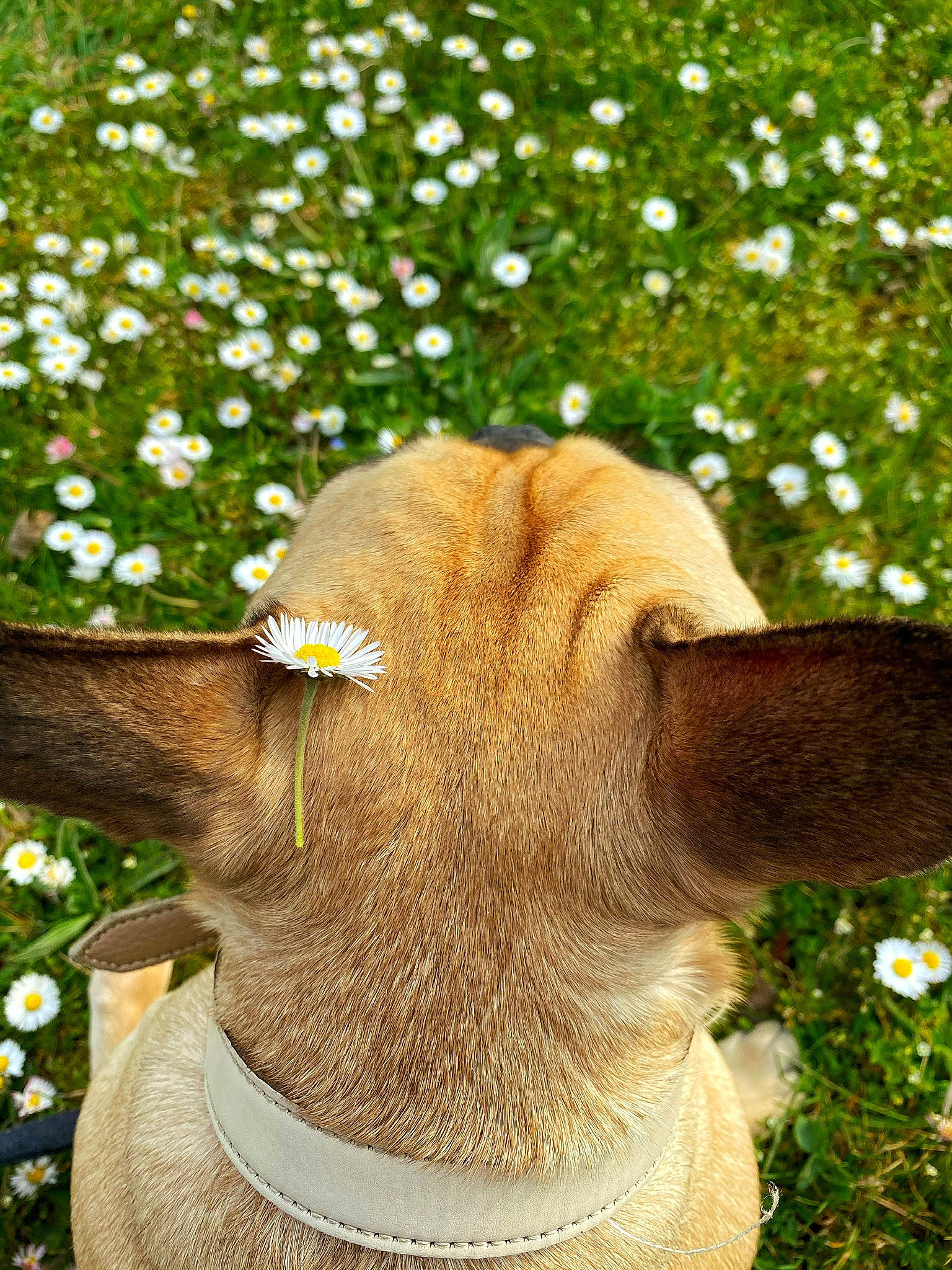Namy a rejoint le concours — aidez-le/la à gagner de superbes lots ! botany, carnivore, collar, companion_dog, dog, dog_breed, dog_collar, fawn, flower, grass, hat, mammal, organism, plant, snout, terrestrial_animal, terrestrial_plant, vertebrate, whiskers, working_animal