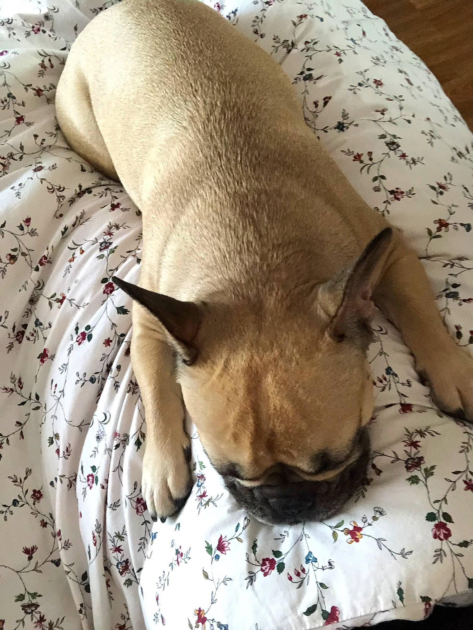 Namy participe au concours pour gagner de l'argent avec cette photo : canidae, carnivore, comfort, companion_dog, dog, dog_breed, dog_supply, ear, fawn, linens, liver, nap, snout, sporting_group, tail, terrestrial_animal, toy_dog, whiskers, wood, working_animal