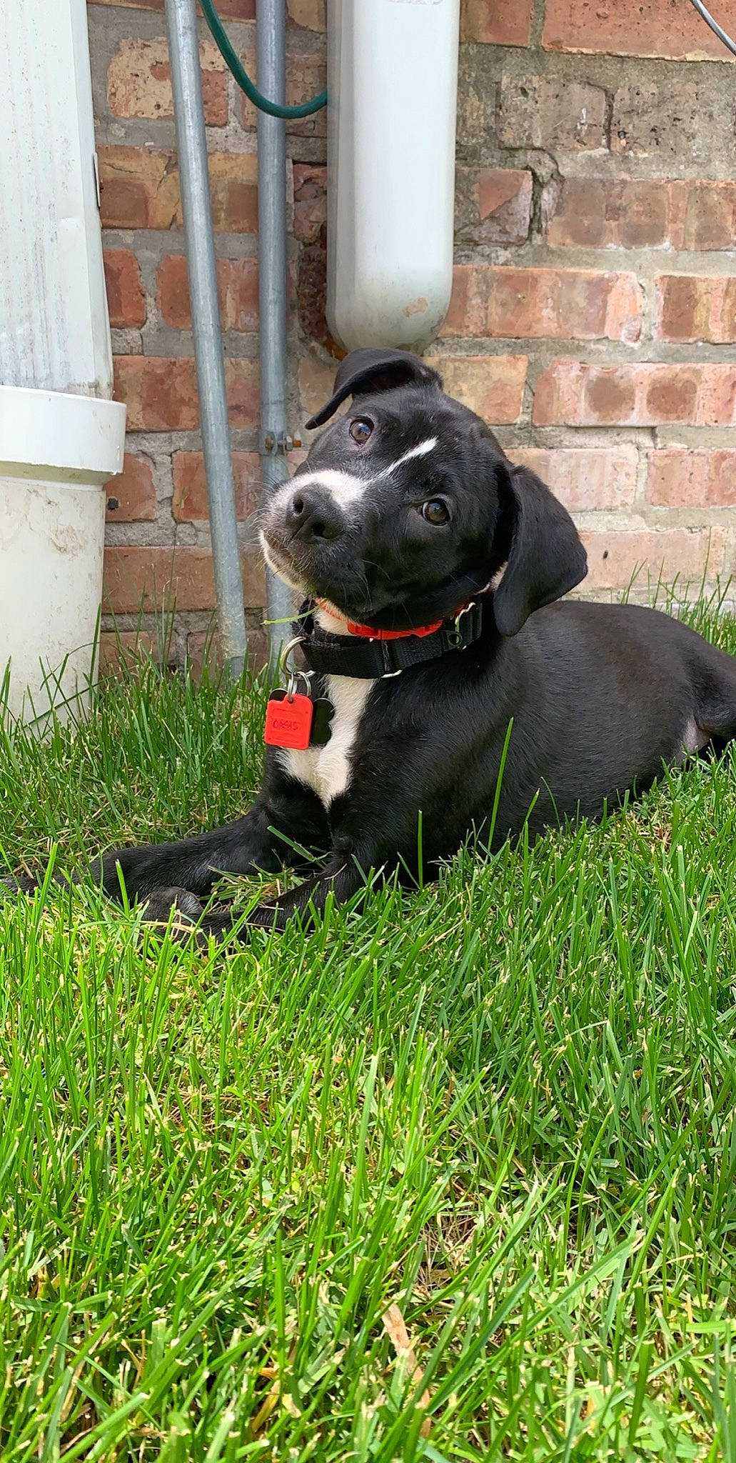 Frankie is registered to the contest to win money with this photo: american_pit_bull_terrier, beagador, borador, canidae, carnivore, collar, companion_dog, dog, dog_breed, dog_collar, grass, mammal, non_sporting_group, patterdale_terrier, puppy, rare_breed_dog, snout, sporting_group, staffordshire_bull_terrier, vertebrate