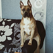 Oslow participe au concours pour gagner de l'argent avec cette photo : alert, brown_coat, couch_texture, dog, ears, furniture, home_interior, indoor, muzzle, patterned_blanket, paw, pet, portrait, sitting, sofa, stare, table, upright_posture, wallpaper, white_chest