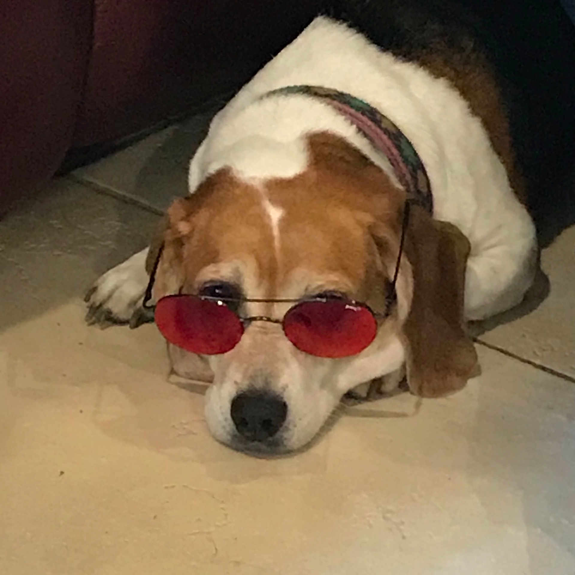 Snuggle Bug joined the competition — help win amazing prizes! beagador, beagle, canidae, carnivore, companion_dog, coonhound, dog, dog_breed, fawn, glasses, harrier, mammal, nose, pocket_beagle, puppy_love, rare_breed_dog, snout, sporting_group, treeing_walker_coonhound, vertebrate