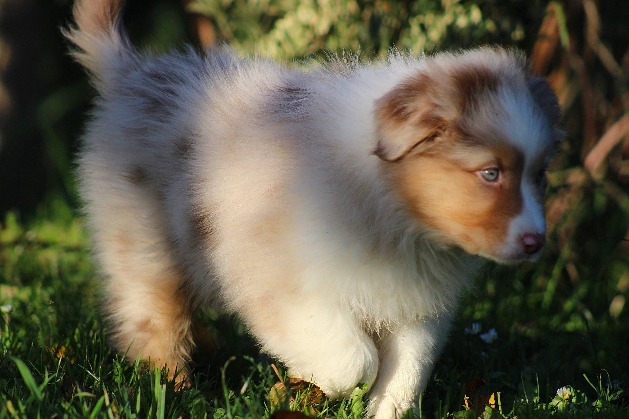 Tyno a rejoint le concours — aidez-le/la à gagner de superbes lots ! ancient_dog_breeds, australian_collie, canidae, carnivore, collie, companion_dog, dog, dog_breed, fawn, fur, grass, herding_dog, miniature_australian_shepherd, plant, puppy, sporting_group, terrestrial_animal, whiskers, working_dog