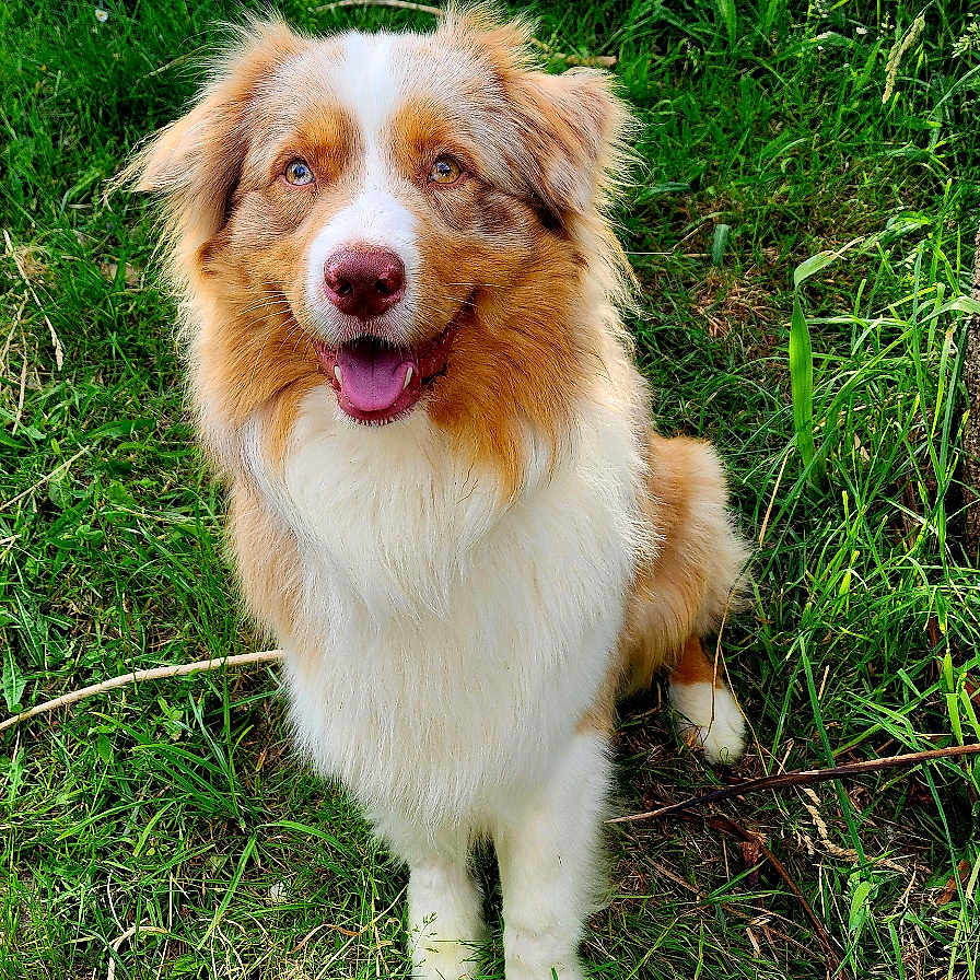 Tyno participe au concours pour gagner de l'argent avec cette photo : animal, canine, car, collie, dog, grass, herbal, herbs, lawn, machine, nature, outdoors, pet, plant, puppy, transportation, tree, vegetation, vehicle, wheel