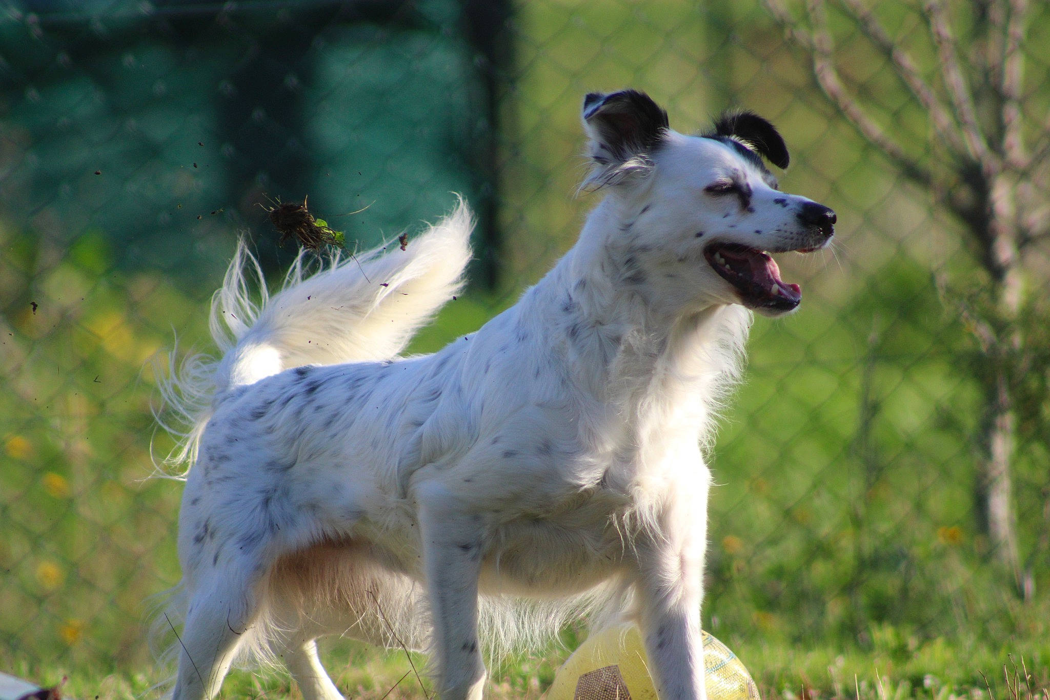 Leïa a rejoint le concours — aidez-le/la à gagner de superbes lots ! ancient_dog_breeds, canidae, carnivore, companion_dog, dog, dog_breed, grass, plant, sporting_group, tail, terrestrial_animal, tree, working_dog
