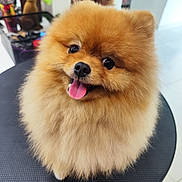 Chico participe au concours pour gagner de l'argent avec cette photo : dog, pomeranian, fluffy, pet, indoor, tongue_out, happy, cute, small_dog, fur, animal, face, table, black_surface, sitting, closeup, portrait, domestic_animal, smile, background_blur