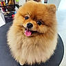 dog, pomeranian, fluffy, pet, indoor, tongue_out, happy, cute, small_dog, fur, animal, face, table, black_surface, sitting, closeup, portrait, domestic_animal, smile, background_blur