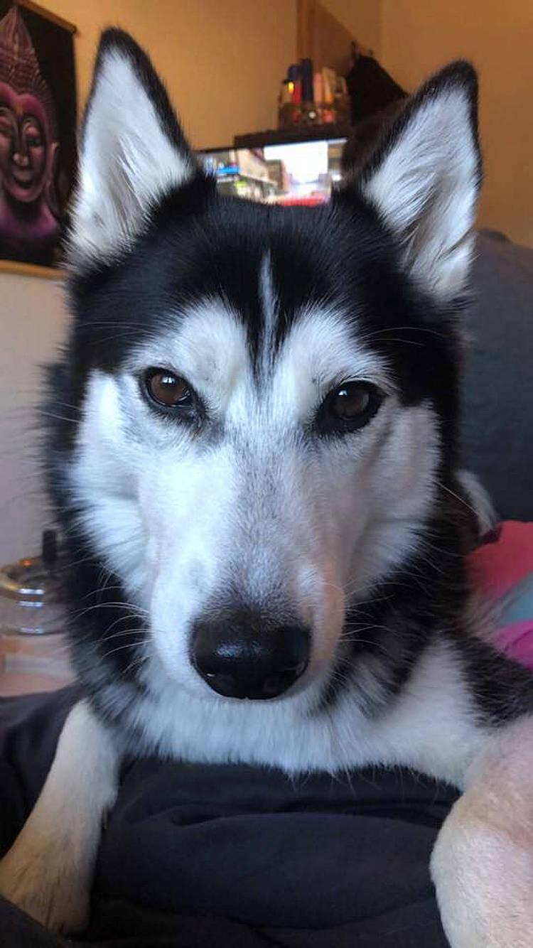 Laika participe au concours pour gagner de l'argent avec cette photo : ancient_dog_breeds, art, canidae, canis, carnivore, companion_dog, dog, dog_breed, fur, herding_dog, jaw, mammal, musical_instrument, non_sporting_group, sled_dog, snout, terrestrial_animal, whiskers, working_animal, working_dog