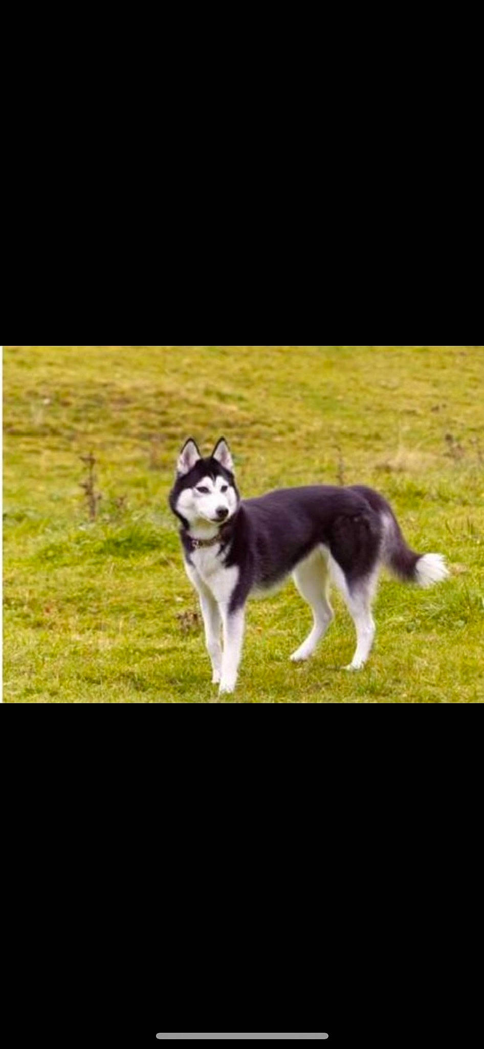 Laika a rejoint le concours — aidez-le/la à gagner de superbes lots ! ancient_dog_breeds, canidae, carnivore, companion_dog, dog, dog_breed, flash_photography, grass, non_sporting_group, plant, rectangle, sled_dog, snout, sporting_group, square, tail, terrestrial_animal, tree, working_animal, working_dog