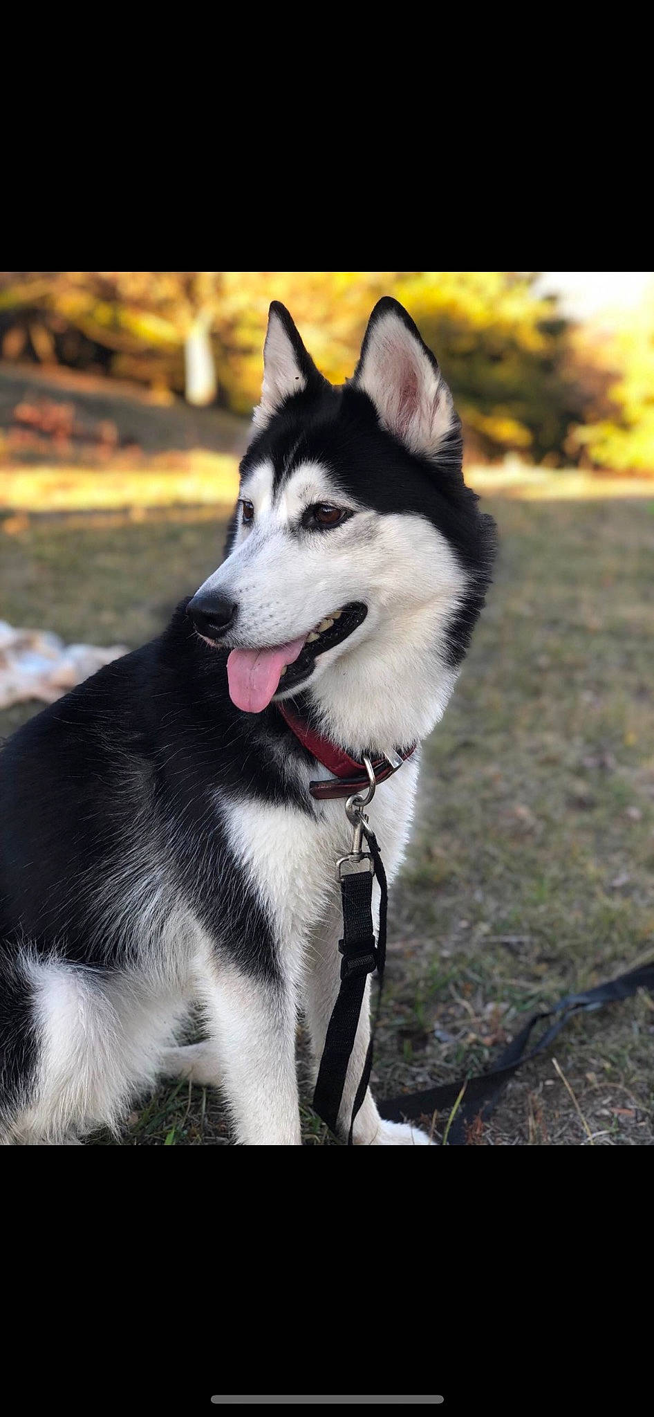 Laika participe au concours pour gagner de l'argent avec cette photo : ancient_dog_breeds, art, canidae, canis, carnivore, collar, companion_dog, dog, dog_breed, dog_collar, fur, grass, non_sporting_group, siberian_husky, sled_dog, snout, sporting_group, tail, working_animal, working_dog