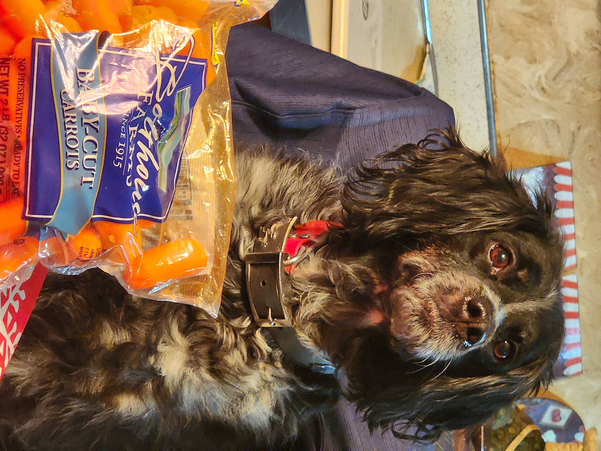 Princess Jolie joined the competition — help win amazing prizes! canidae, carnivore, companion_dog, dog, dog_breed, dog_collar, felidae, food, fur, liver, logo, small_to_medium_sized_cats, snout, spaniel, sporting_group, whiskers, working_animal