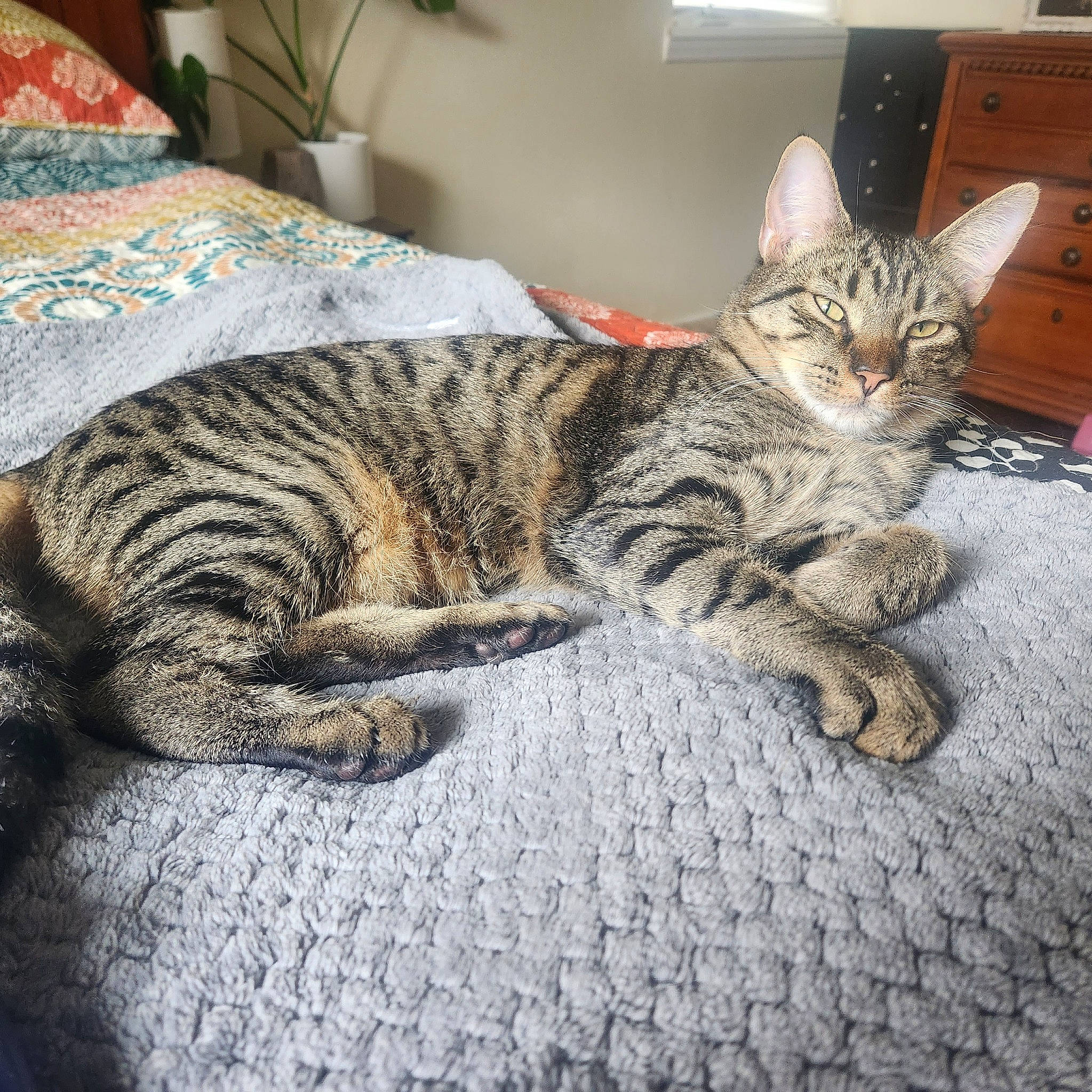 Wilson is registered to the contest to win money with this photo: cabinetry, carnivore, cat, claw, comfort, domestic_short_haired_cat, felidae, fur, grey, houseplant, paw, picture_frame, plant, sitting, small_to_medium_sized_cats, snout, tail, terrestrial_animal, whiskers, wood