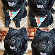 Panther is registered to the contest to win money with this photo: animal, bandana, black_dog, canine, closeup, collage, cozy, cute, dog, domestic_animal, fluffy, friendly, furry, house, indoor, pet, portrait, sitting, smiling, tongue_out