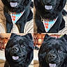 dog, black_dog, bandana, indoor, pet, tongue_out, fluffy, canine, collage, cute, smiling, portrait, animal, furry, sitting, domestic_animal, friendly, house, cozy, closeup