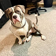 Luna joined the competition — help win amazing prizes! dog, pitbull, indoor, carpet, chain_collar, tail, office_chair, furniture, pet, animal, cute, sitting, brown, white, floor, domestic_animal, canine, companion, attention, portrait