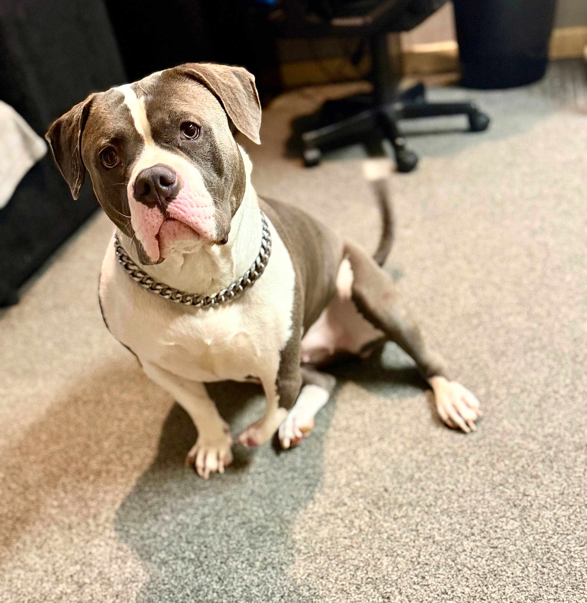 Luna joined the competition — help win amazing prizes! dog, pitbull, indoor, carpet, chain_collar, tail, office_chair, furniture, pet, animal, cute, sitting, brown, white, floor, domestic_animal, canine, companion, attention, portrait