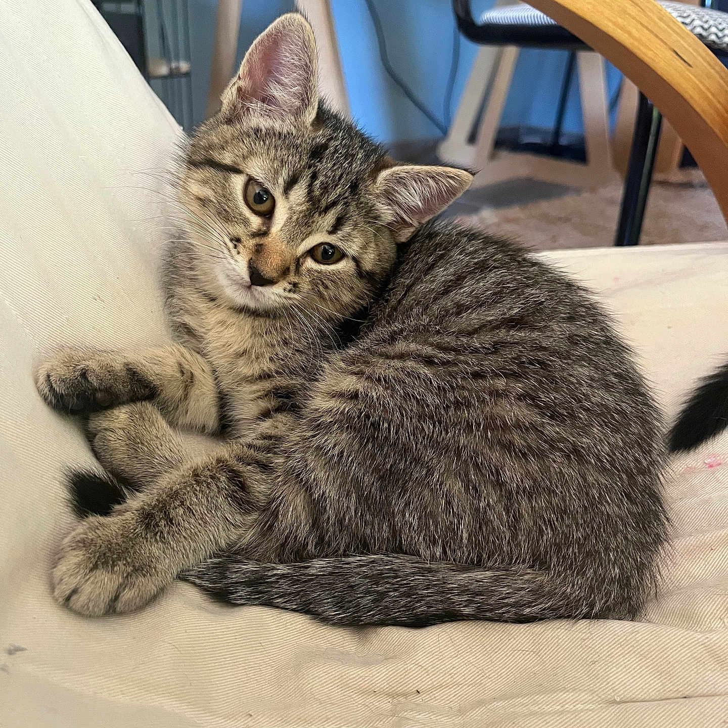 Nephtys a rejoint le concours — aidez-le/la à gagner de superbes lots ! kitten, cat, tabby, fur, pet, animal, cute, curled_up, whiskers, ears, paws, tail, indoor, chair, wood, fabric, resting, young, domestic, cozy