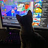 cat, computer, monitor, keyboard, screen, youtube, video, man, silhouette, dark, indoor, pet, technology, curious, watching, desk, glowing, colorful, keyboard_lights, internet