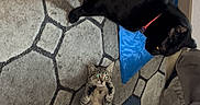 Nephtys participe au concours pour gagner de l'argent avec cette photo : black_cat, tabby_kitten, carpet, indoor, playful, floor_mat, furniture, toy, pet, collar, curious, lying_down, animal, home, cozy, patterned_rug, cat, kitten, domestic, cute