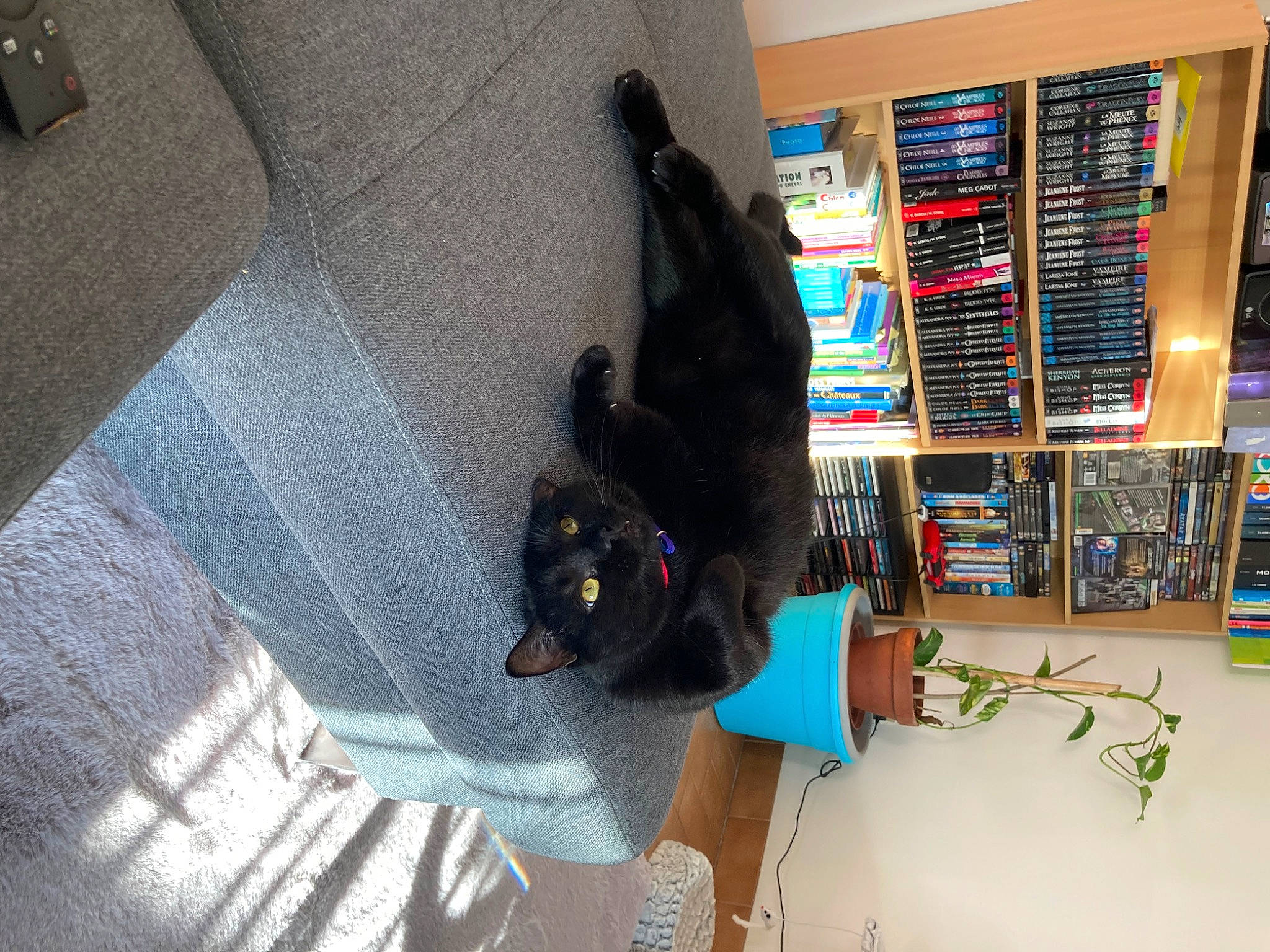 Bianca participe au concours pour gagner de l'argent avec cette photo : black_cat, bombay, bookcase, canidae, carnivore, cat, comfort, couch, dog_breed, domestic_short_haired_cat, felidae, flooring, fur, machine, publication, room, small_to_medium_sized_cats, sporting_group, tail, whiskers