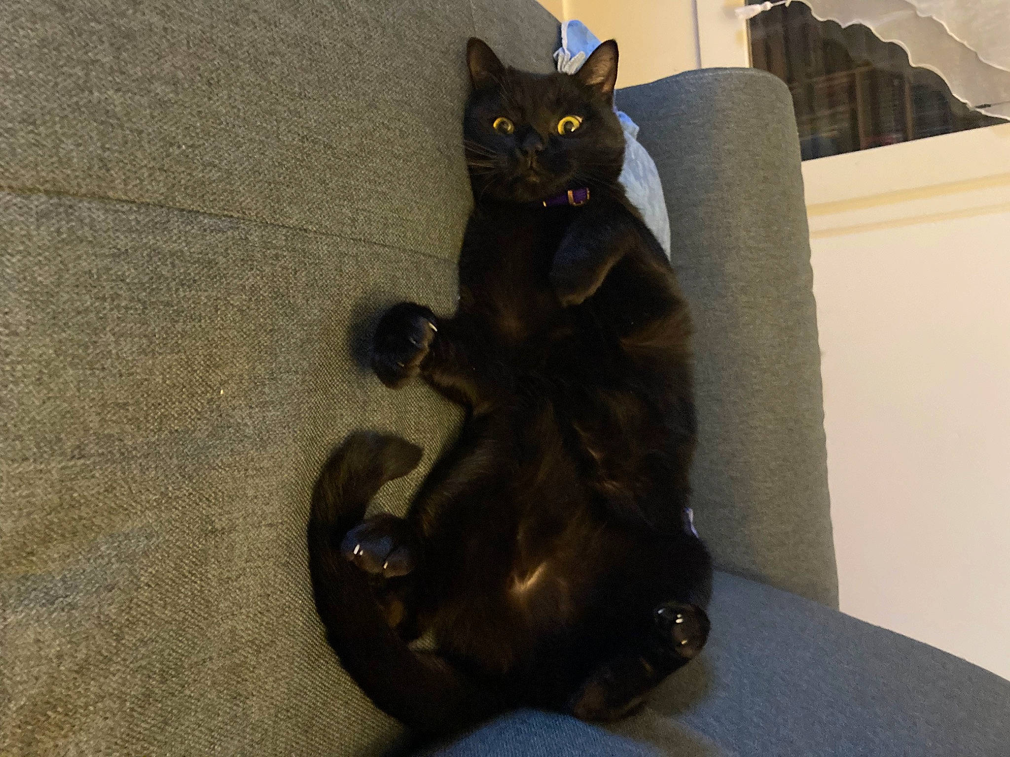 Raven participe au concours pour gagner de l'argent avec cette photo : art, black_cat, bombay, carnivore, cat, claw, domestic_short_haired_cat, felidae, flooring, fur, grey, metal, paw, sculpture, sitting, small_to_medium_sized_cats, snout, tail, terrestrial_animal, whiskers