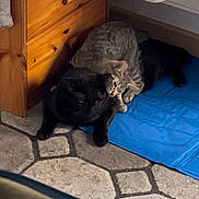 Raven participe au concours pour gagner de l'argent avec cette photo : cat, black_cat, tabby_cat, pets, feline, indoor, floor, blue_mat, wooden_drawer, cuddling, resting, cozy, home, animal, companion, cute, relaxing, tile_floor, furniture, domestic