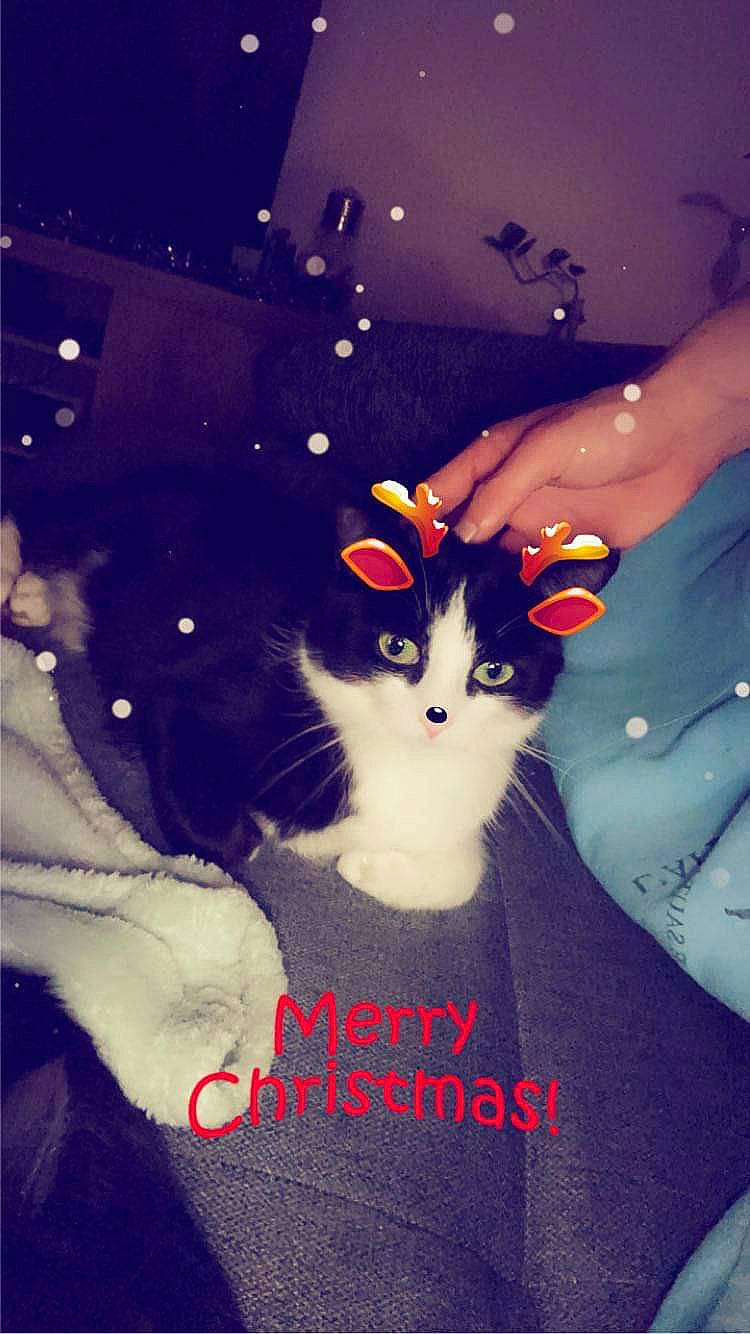 Milki participe au concours pour gagner de l'argent avec cette photo : carnivore, cat, christmas, domestic_short_haired_cat, electric_blue, event, felidae, fur, gesture, happy, holiday, human_body, lap, mammal, small_to_medium_sized_cats, snapshot, tail, textile, vertebrate, whiskers