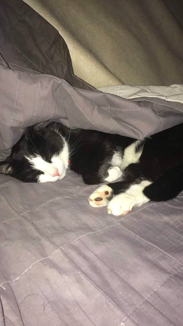 Milki a rejoint le concours — aidez-le/la à gagner de superbes lots ! carnivore, cat, comfort, domestic_short_haired_cat, felidae, floor, flooring, foot, fur, hardwood, human_leg, linens, mammal, paw, room, small_to_medium_sized_cats, tail, vertebrate, whiskers, wood