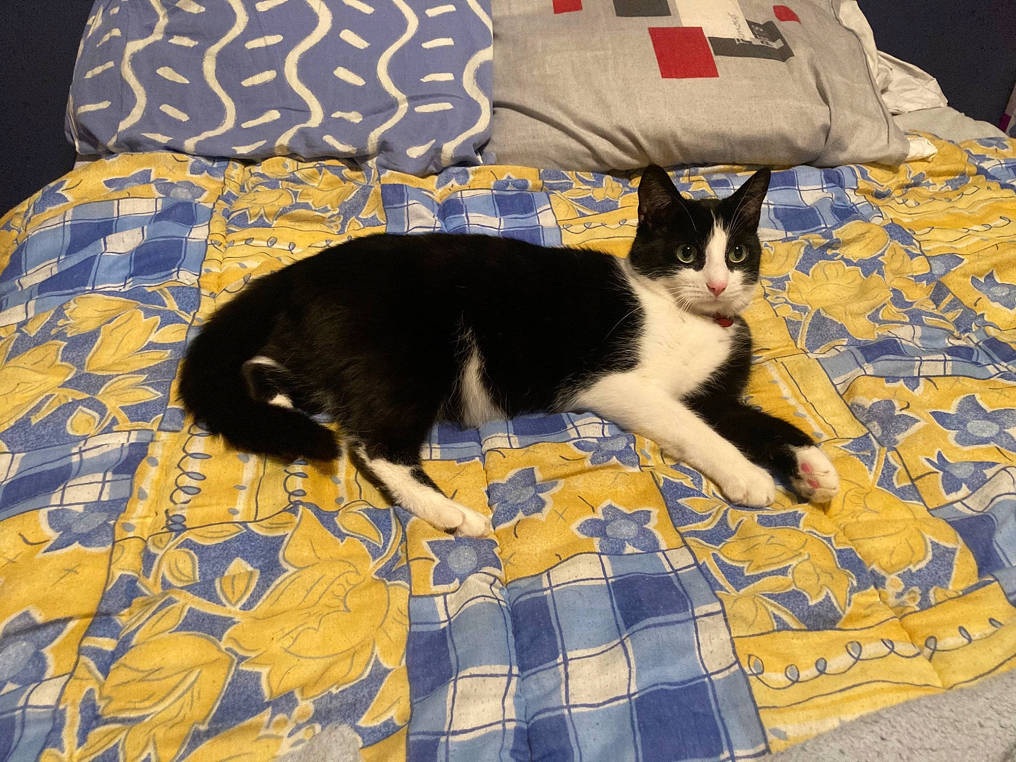 Milki participe au concours pour gagner de l'argent avec cette photo : bedding, blue, carnivore, cat, comfort, domestic_short_haired_cat, felidae, flooring, fur, linens, pattern, plaid, rectangle, room, sitting, small_to_medium_sized_cats, tail, tartan, textile, whiskers