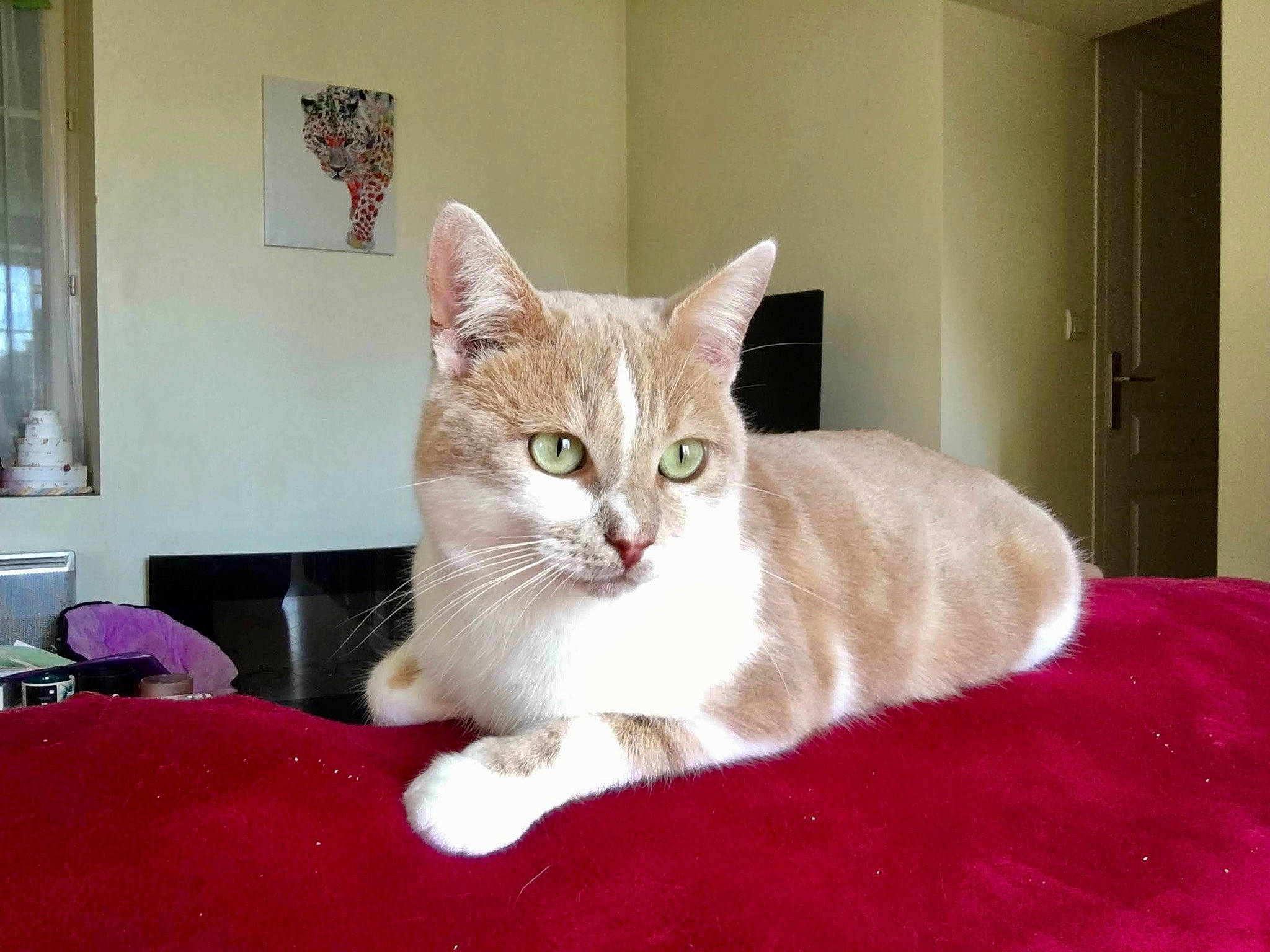 Gustave a rejoint le concours — aidez-le/la à gagner de superbes lots ! carnivore, cat, cat_furniture, cat_supply, chair, comfort, domestic_short_haired_cat, door, eye, fawn, felidae, flooring, fur, paw, picture_frame, small_to_medium_sized_cats, snout, tail, whiskers, window