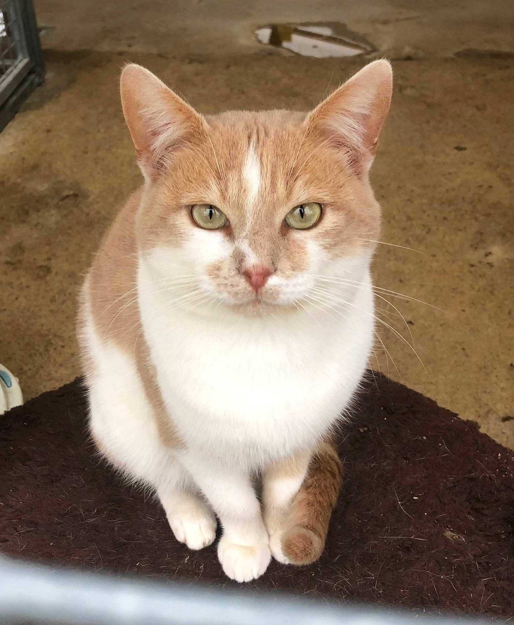 Gustave participe au concours pour gagner de l'argent avec cette photo : art, carnivore, cat, domestic_short_haired_cat, eye, fawn, felidae, fur, paw, rectangle, sitting, small_to_medium_sized_cats, snout, tail, terrestrial_animal, whiskers, window