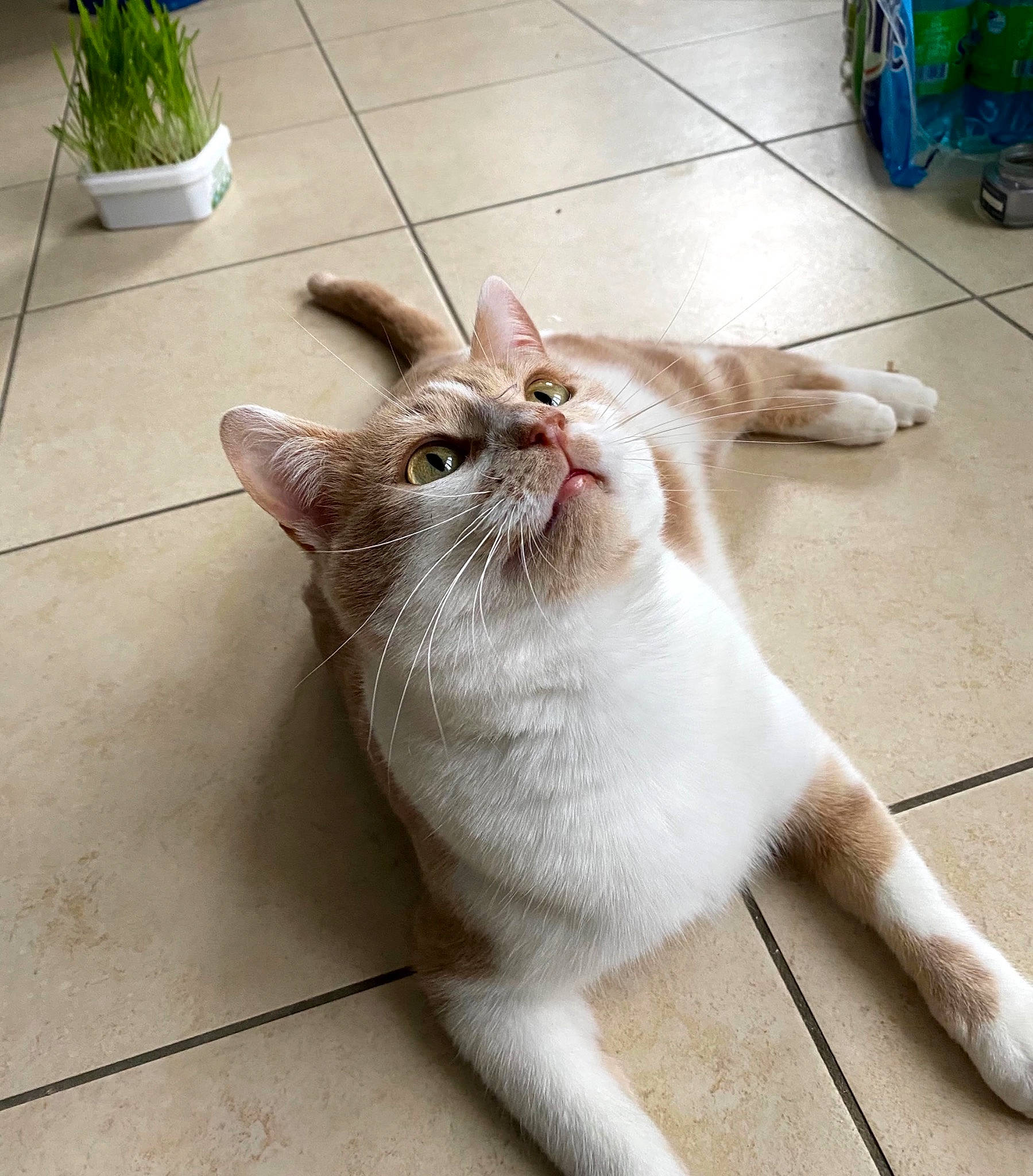 Gustave a rejoint le concours — aidez-le/la à gagner de superbes lots ! carnivore, cat, claw, domestic_short_haired_cat, fawn, felidae, floor, flooring, flowerpot, foot, fur, hardwood, houseplant, human_leg, paw, plant, small_to_medium_sized_cats, snout, tail, whiskers