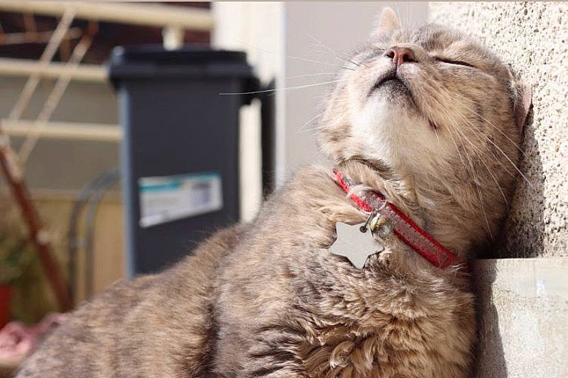 Don a rejoint le concours — aidez-le/la à gagner de superbes lots ! box, carnivore, cat, claw, collar, domestic_short_haired_cat, ear, fawn, felidae, fur, paw, small_to_medium_sized_cats, snout, tail, terrestrial_animal, whiskers