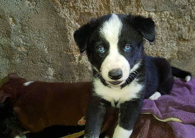 Uria a rejoint le concours — aidez-le/la à gagner de superbes lots ! australian_collie, border_collie, bored, canidae, carnivore, companion_dog, dog, dog_breed, fur, herding_dog, snout, sporting_group, terrestrial_animal, whiskers, working_animal, working_dog