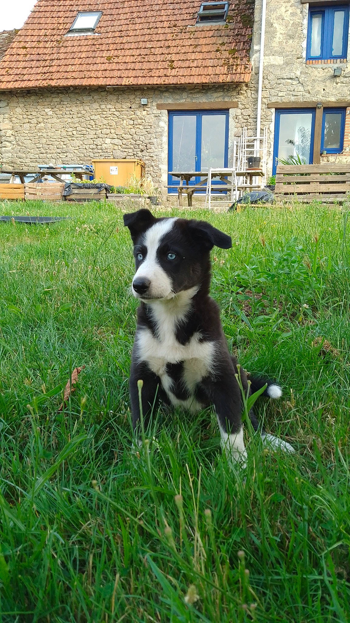 Uria a rejoint le concours — aidez-le/la à gagner de superbes lots ! art, brick, canidae, carnivore, companion_dog, dog, dog_breed, door, garden, grass, grassland, groundcover, herding_dog, lawn, plant, sporting_group, tail, window, working_animal, yard