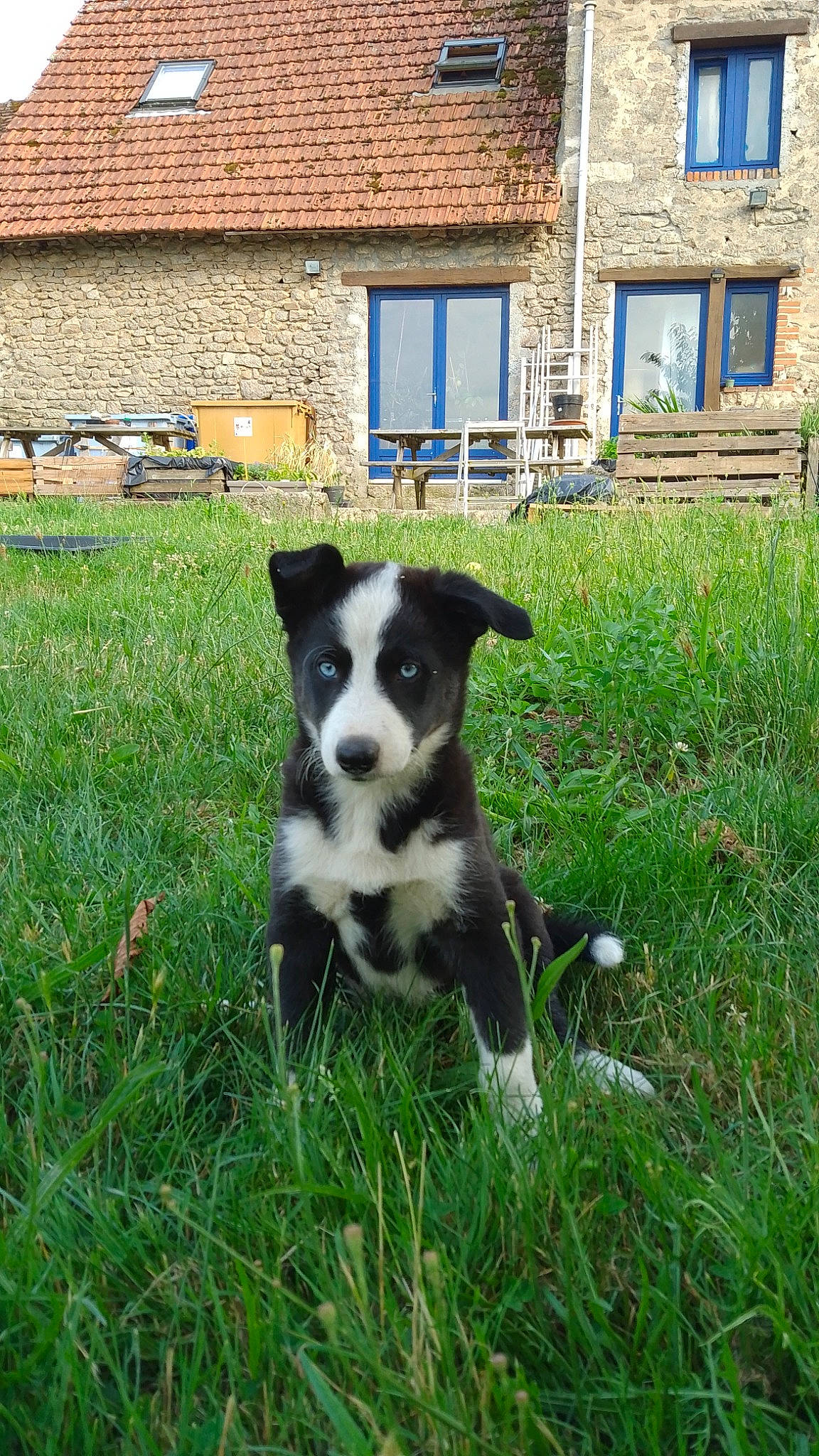 Uria participe au concours pour gagner de l'argent avec cette photo : brick, brickwork, canidae, carnivore, companion_dog, dog, dog_breed, door, grass, groundcover, herding_dog, house, lawn, plant, sporting_group, tail, whiskers, window, working_animal, yard