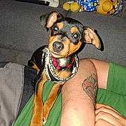 Bianca a rejoint le concours — aidez-le/la à gagner de superbes lots ! dog, puppy, small_dog, black_and_tan, couch, plush_toy, harness, collar, human_arm, tattoo, paw, close_up, indoor, flash, sofa, curious, ears, nose, eyes, pet