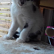 Duchésse participe au concours pour gagner de l'argent avec cette photo : aegean_cat, cat, cat_like_mammal, domestic_short_haired_cat, european_shorthair, fur, kitten, ragdoll, small_to_medium_sized_cats, snout, whiskers