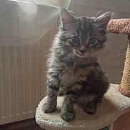 Mia participe au concours pour gagner de l'argent avec cette photo : abyssinian, angora, animal, armchair, barstool, cat, chair, curtain, cushion, furniture, hardwood, homedecor, kitten, manx, pet, plywood, siamese, windowshade, wood