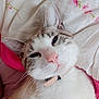 Blanche participe au concours pour gagner de l'argent avec cette photo : abyssinian, accessories, animal, blanket, bodypart, cat, collar, couch, cushion, furniture, homedecor, indoors, kitten, linen, manx, person, pet, siamese, sleeping, white