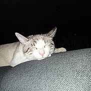 Minette a rejoint le concours — aidez-le/la à gagner de superbes lots ! abyssinian, angora, animal, armchair, bodypart, cat, chair, couch, cushion, furniture, homedecor, kitten, linen, manx, mouth, person, pet, siamese, sleeping, tongue