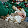 cat, sleeping, fluffy, orange_and_white, person, hand, knitted_sweater, lap, blanket, cartoon_characters, indoor, cozy, relaxed, pet, fur, resting, cute, comfort, domestic, animal
