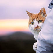 Calisson participe au concours pour gagner de l'argent avec cette photo : cat, orange_cat, white_cat, pet, animal, sunset, outdoor, person, holding, fur, green_eyes, portrait, nature, soft_light, background_blur, cute, curious, looking, close_up, companion