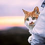 cat, orange_cat, white_cat, pet, animal, sunset, outdoor, person, holding, fur, green_eyes, portrait, nature, soft_light, background_blur, cute, curious, looking, close_up, companion