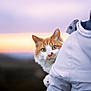 cat, orange_cat, white_cat, person, jacket, shoulder, sunset, sky, outdoor, nature, curious, pet, animal, portrait, close_up, fur, whiskers, green_eyes, soft_light, evening